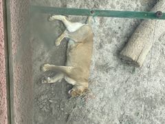 -新疆天山野生动物园