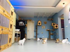 -柚子猫舍·精品猫舍购猫·猫咪认养·购宠·宠物店