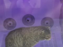 -瑞派·爱瑞可动物医院·口腔专科(广华新城分院)