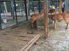 -长白岛森林公园