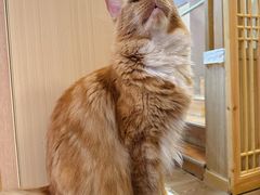 -MOCHA明星猫咖(田子坊店)