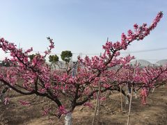 -南汇水蜜桃采摘(大团店)