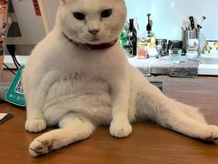 -有猫主题·治愈系猫咖(曾厝垵店)