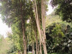 -重庆彩云湖湿地公园