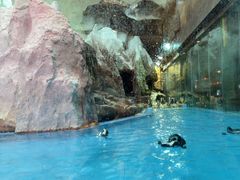 -帝企鹅自助餐厅•儿童岛•真企鹅(长隆企鹅酒店)