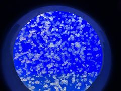 -江和美海洋公园