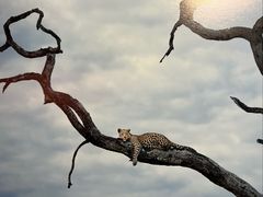 -罗红摄影艺术馆