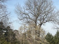 -近春园遗址