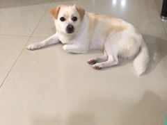 -安安宠医·安宠宠物医院