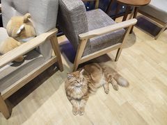 -藏猫猫咖啡主题馆(中央大道店)