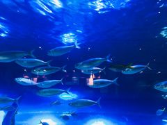 -迪拜水族馆及水下动物园