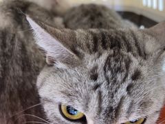 -纳吉亚猫专科动物诊疗中心(蒋宅口分院)