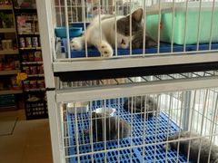 -我爱吾宠宠物美容院(朝阳路店)