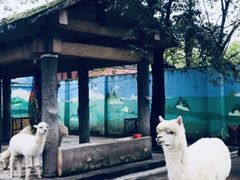 -成都动物园
