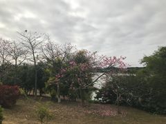 -鹤之洲湿地公园