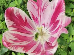 -北京国际鲜花港