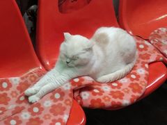 -猫咪博物馆(顶澳仔猫街店)