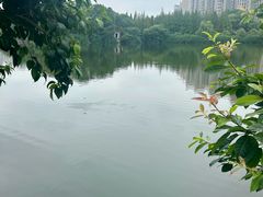 -成都南湖公园