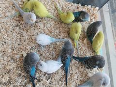 -怪兽屋·羊驼·猫咖·狗咖(俊华广场店)