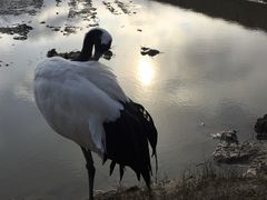 -盐城丹顶鹤湿地生态旅游区
