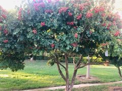 -远洋未来广场(育慧北路店)