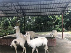 -深圳野生动物园