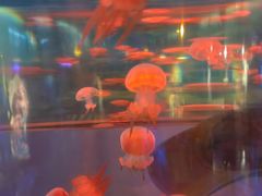 -秦皇岛新澳海底世界