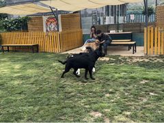 -趣玩宠物乐园寄养训犬训狗游泳池
