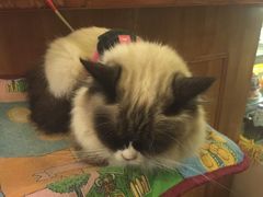 -猫色咖啡·猫咖