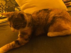 -Sirena海妖日咖夜酒