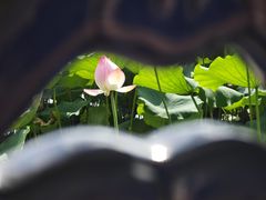-荔湾湖公园
