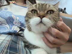 -喵园·猫主题咖啡厅·撸猫·猫咖(国贸店)