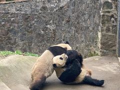 -都江堰中华大熊猫苑