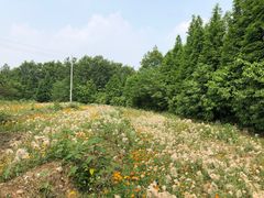 -桤木河湿地公园