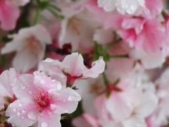 -天适樱花悠乐园