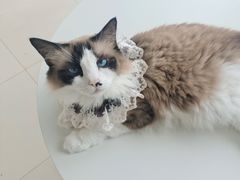 -怪兽屋·羊驼·猫咖·狗咖(俊华广场店)