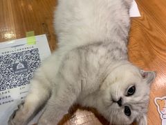 -猫小院猫主题餐厅(三里屯店)