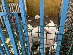 -小蜜蜂农场(凯德七宝购物广场店)