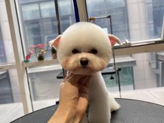 -爱宠屋pet shop·宠物洗澡·宠物美容