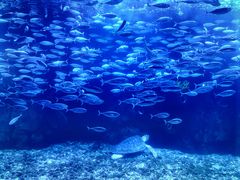 -太平洋海底世界