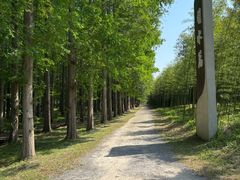 -黄海国家森林公园