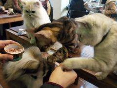 -李小姐の猫咖啡馆(五角场店)