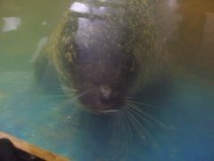 斑点海豹-上海大自然野生昆虫馆
