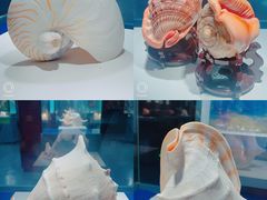 -贝壳王国博物馆