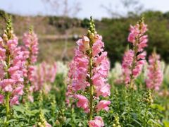 -天适樱花悠乐园