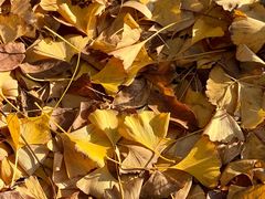 -浙江农林大学(东湖校区)