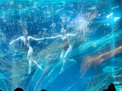 -海合安成都极地海洋公园