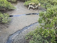 -北海金海湾红树林生态旅游区