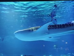 -烟台海昌鲸鲨海洋公园