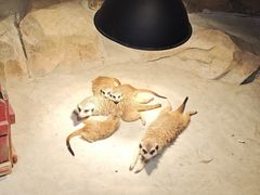 -绿色星球动物主题公园